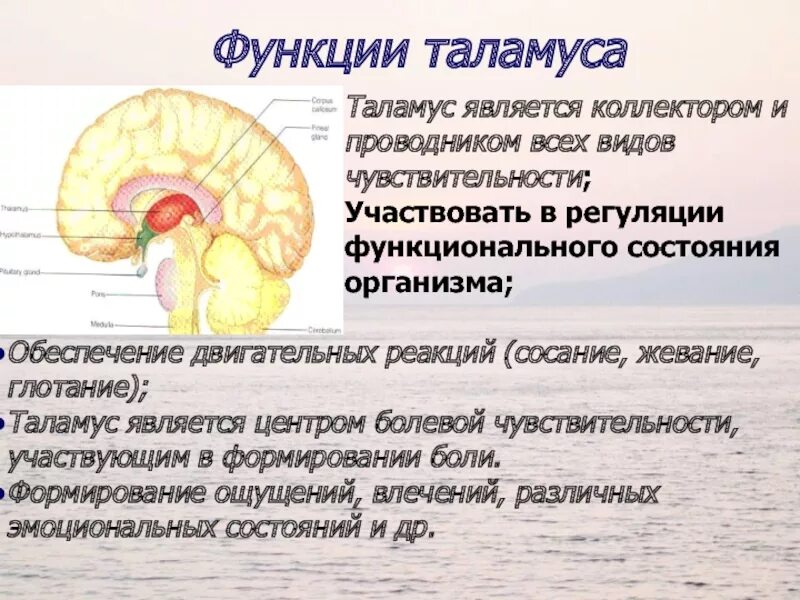 За какие функции отвечает. За какие функции отвечает