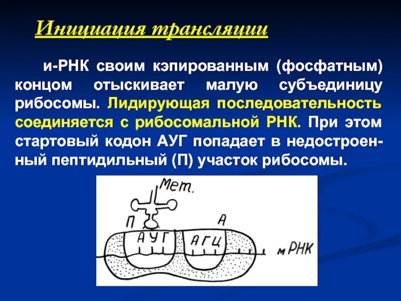 Рибосомы синтезируют полипептиды. Инициация рибосом. Инициация трансляции рибосома. Трансляция ИРНК. Рибосома движется по ИРНК.