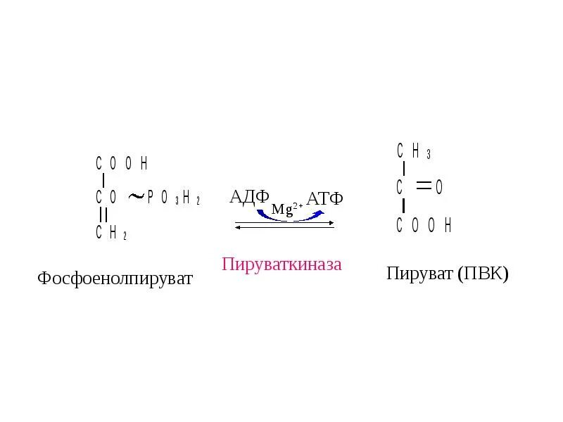 Пируват атф. Реакция образования ПВК из фосфоенолпирувата. Образование фосфоенолпирувата из пирувата реакция. Превращение ПВК В фосфоенолпируват. Фосфоенолпируват + АДФ → пируват + АТФ.