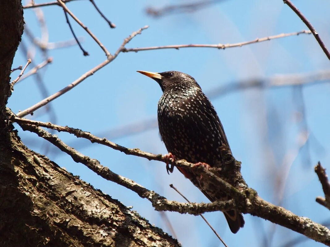 скворец картина. европейский скворец. скворец скворушка скворечник. белогрудый скворец. скворушка прощается.