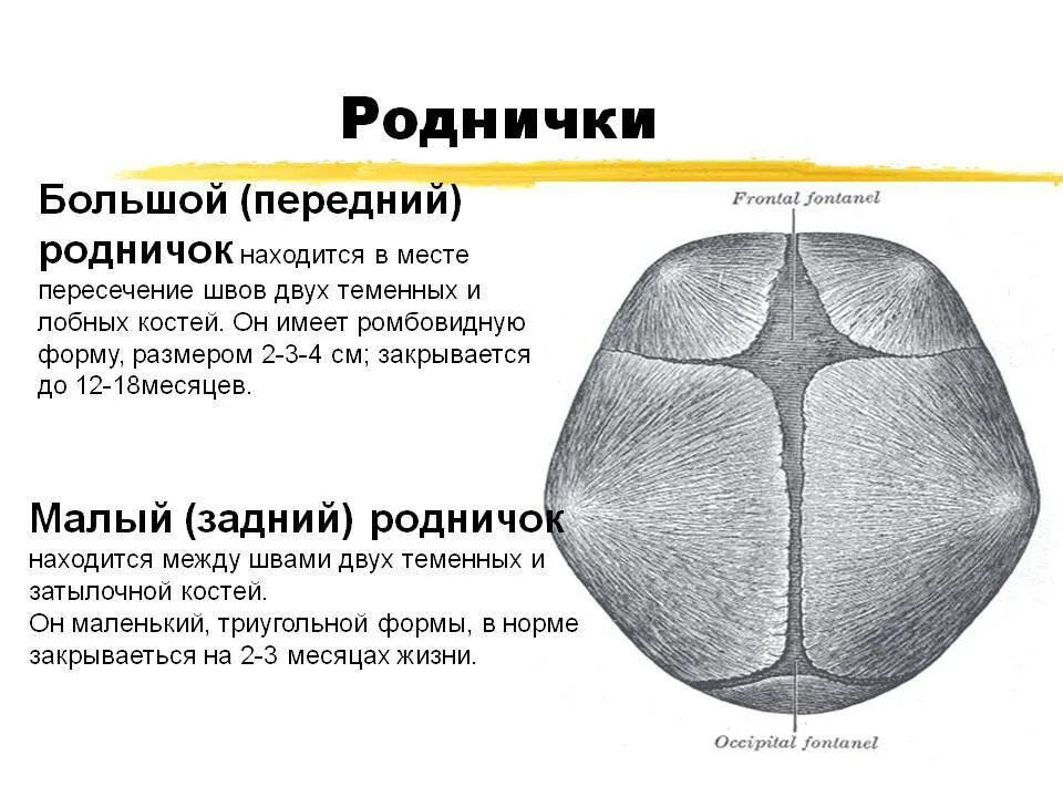 Закрытие родничка у детей