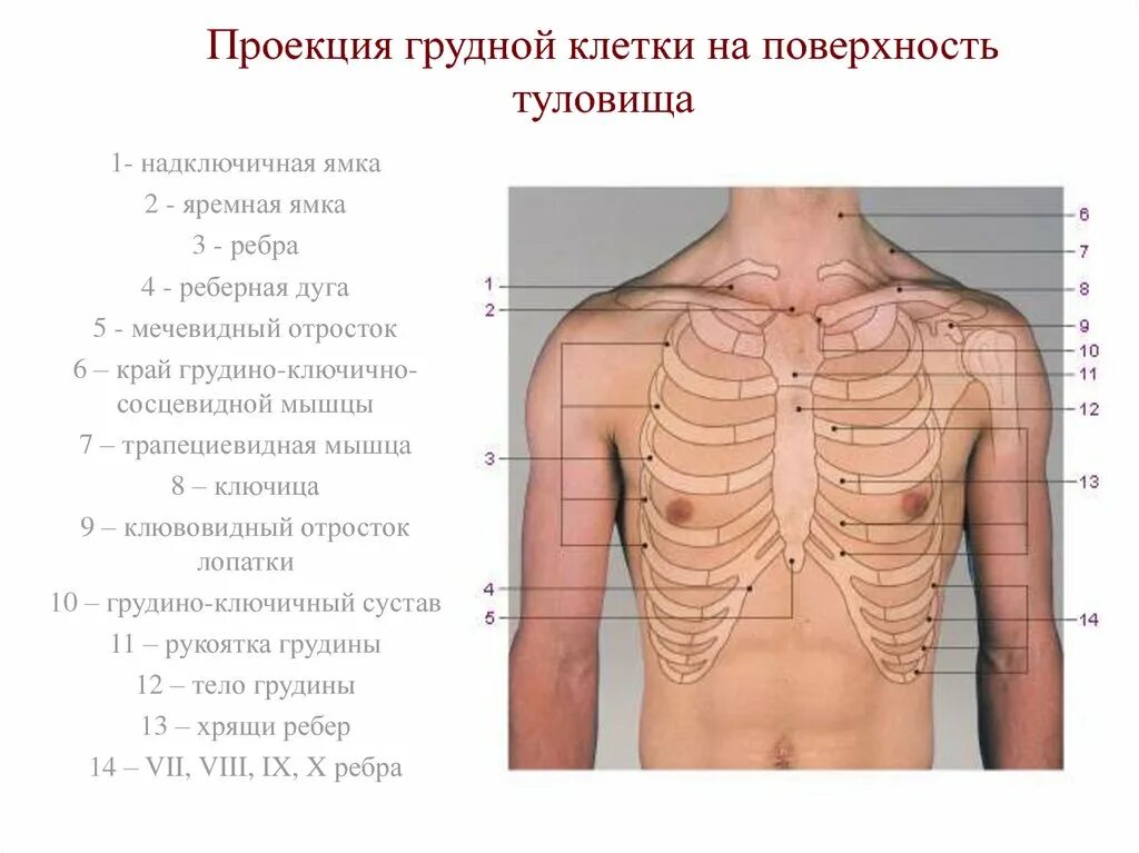 Проекция грудной клетки на поверхность туловища. Название частей грудной клетки. Проекция ребер на грудную клетку. Подключичная ямка.