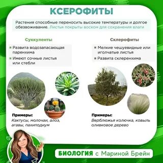 Ксерофиты особенности строения