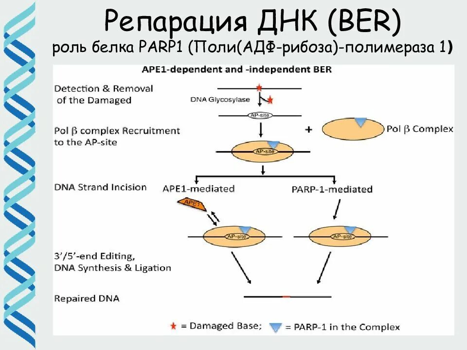 Парп 1. Репарация PARP. Поли-АДФ-рибозополимеразы-1. Схема репарации ДНК. ДНК полимераза репарация.