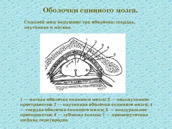 Три оболочки мозга. Спинной мозг окружен тремя оболочками (твердой, паутинной и мягкой).. Паутинная оболочка спинного мозга. Твердая паутинная и мягкая оболочка спинного мозга. Оболочки и МЕЖОБОЛОЧЕЧНЫЕ пространства спинного мозга рисунок.