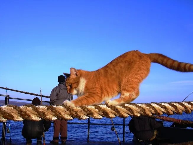 Корабельный кот. Кот на корабле. Котенок на корабле. Корабельные коты. Рыжий кот на море.
