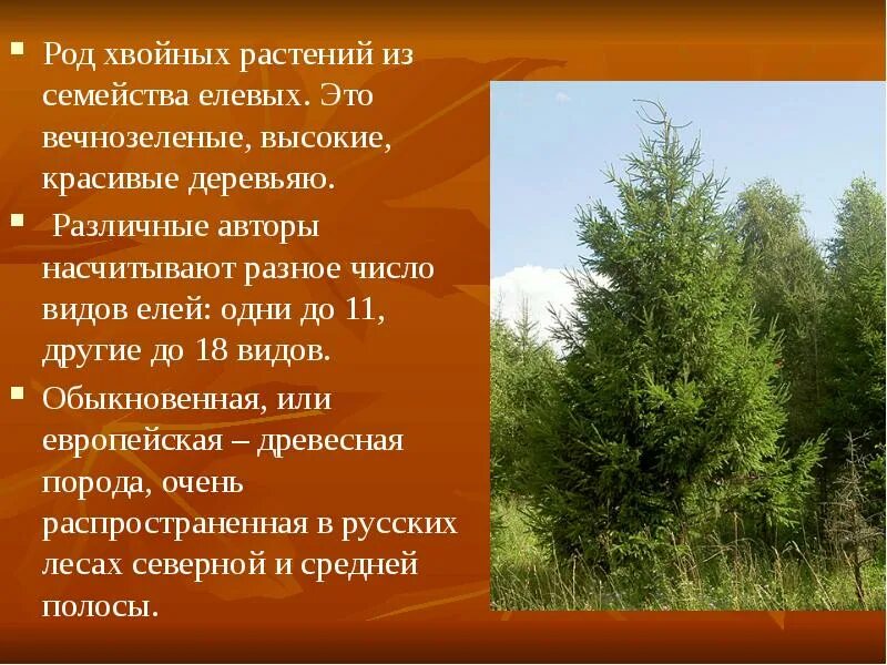 Единственное или множественное число. Ветки лиственного и хвойного дерева. Хвоя число. Число хвойных деревьев 9 16. Иголки хвойных деревьев.