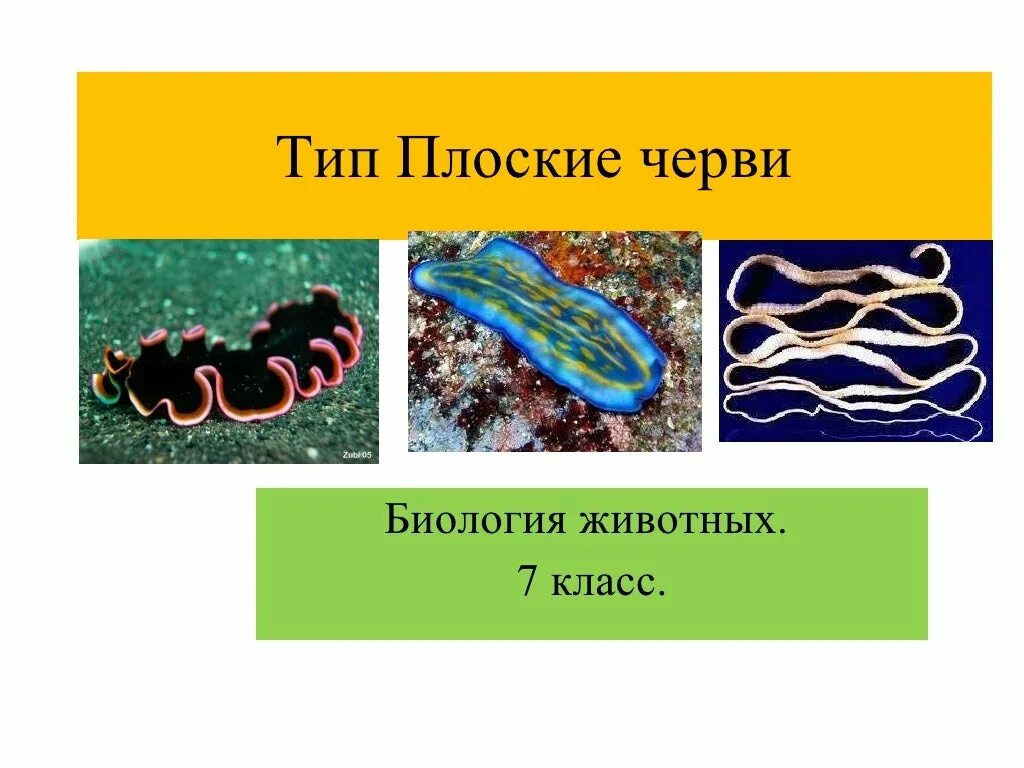 Плоские черви живу. Классы плоских червей 7 класс биология. Тип плоские черви 7 класс. Биология Тип плоские черви. Плоские черви 7 класс биология.