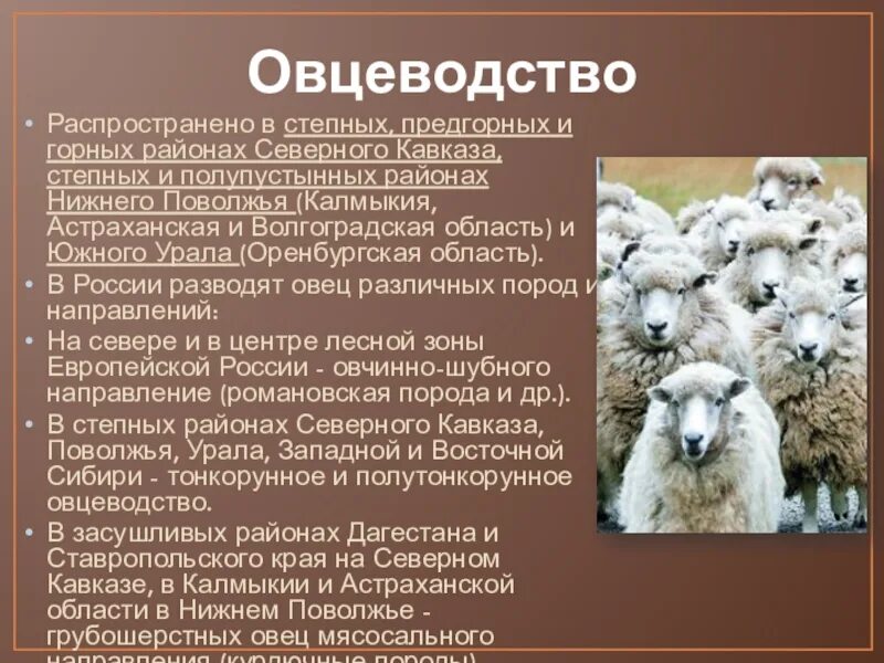 Овцеводство отрасль специализации. Овцеводство в России. География овцеводства. Овца для презентации. Овцеводство отрасль животноводства.