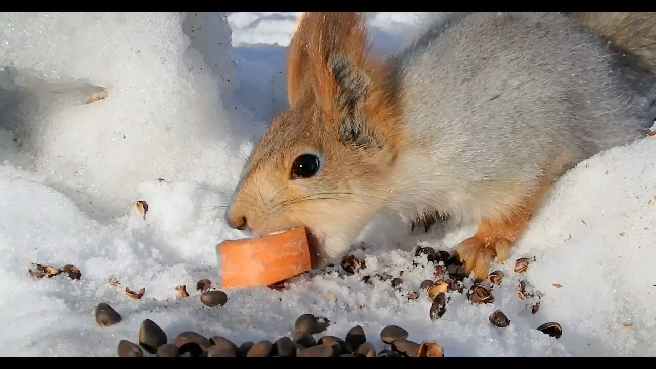 Укус белки. Белки. Сломанный белок.