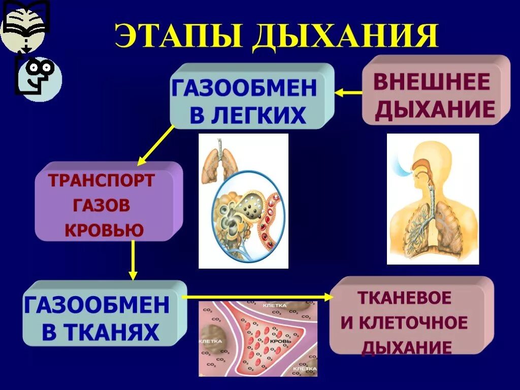 Дыхание этапы дыхания газообмен. Газообмен в легких этапы дыхания. Транспорт газов кровью и газообмен в легких и тканях. Этапы газообмена в легких. Правильную последовательность этапов дыхания