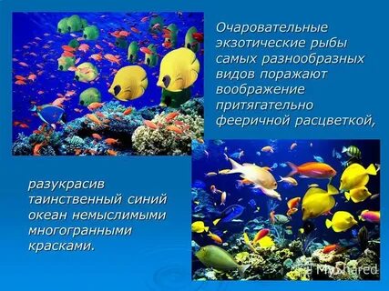 Самое разнообразное по видам