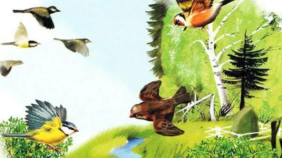 Книги бианки о птицах. Птицы в рассказах бианки. Птицы в рассказах бианки. Книги о птицах. Книга бианки наши птицы.