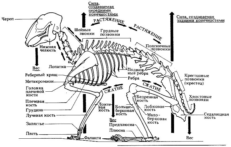 Строение сумчатых млекопитающих схема. Скелет кенгуру строение. Внутреннее строение кролика. Отделы скелета кролика.