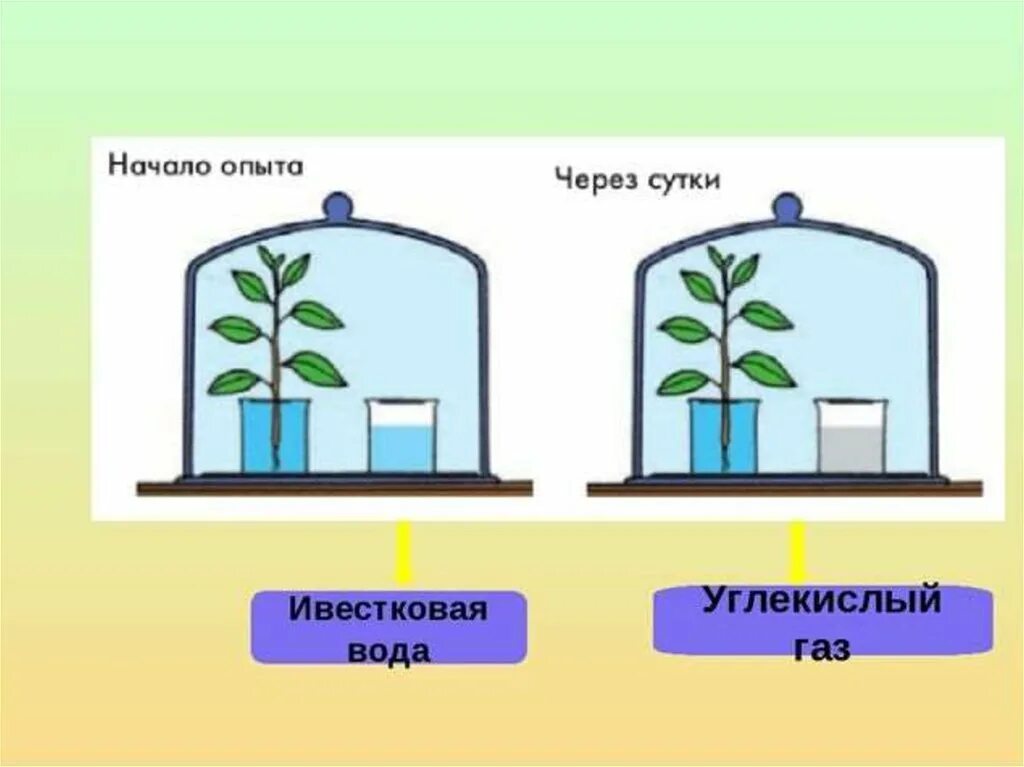 Дыхание растений задания 6 класс. Эксперимента, доказывающего выделение растениями углекислого газа. Опыт дыхание растений. Опыт показывающий дыхание растений. Опыт дыхание растений 6 класс.