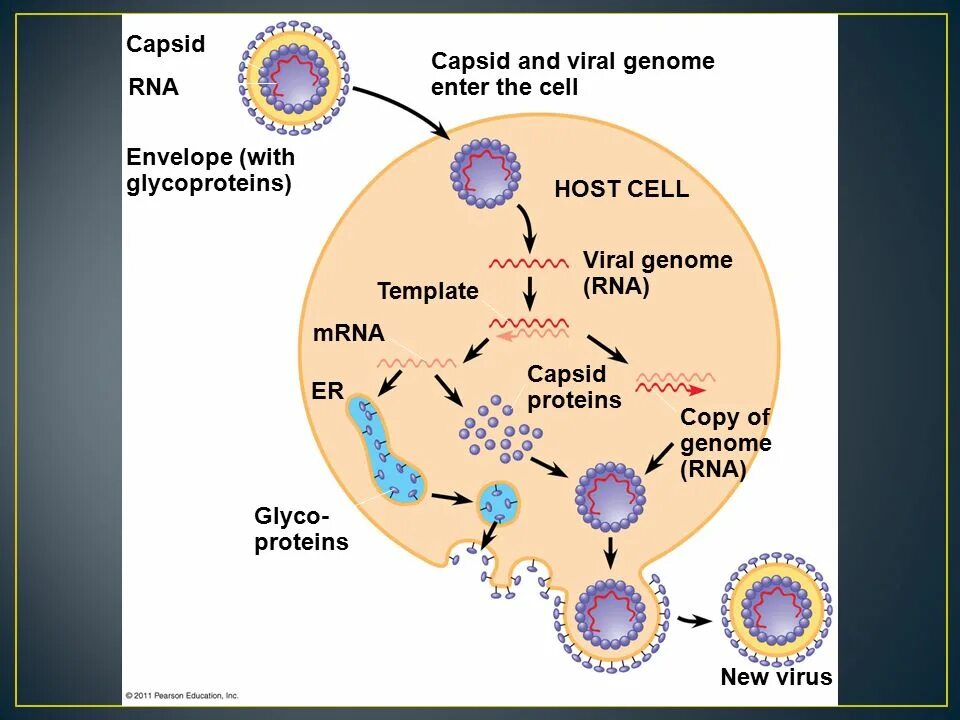 Viral Genome. Virus Genome. Virus Cells. Обратная транскрипция вируса гепатита в. Cell virus