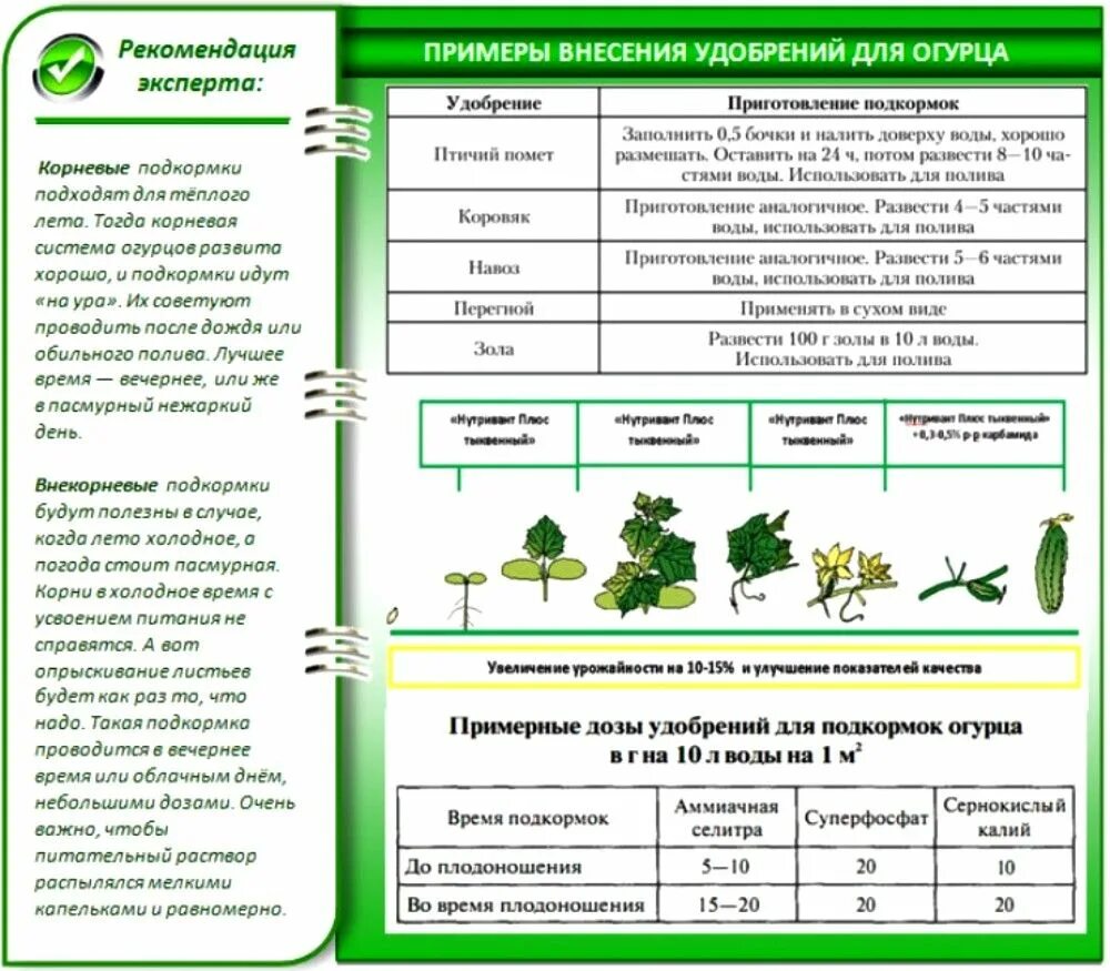 Какие культуры любят золу. Схема удобрения огурца в теплице. Схема удобрения огурцов в открытом грунте. Схема внесения удобрений для огурцов. Схема кормления огурцов в теплице.