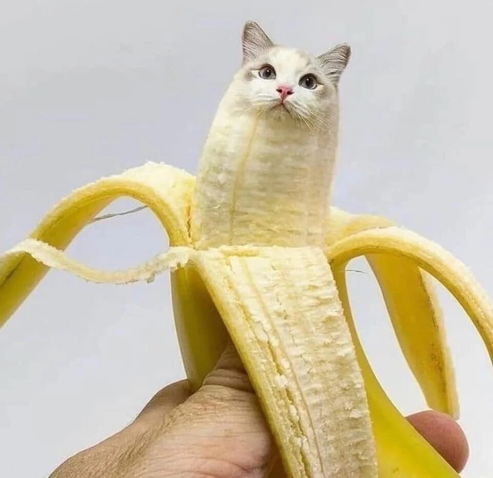 Кот банан. Покажи котика банана. Покажи котика банана. Кот банан. Банан кит.