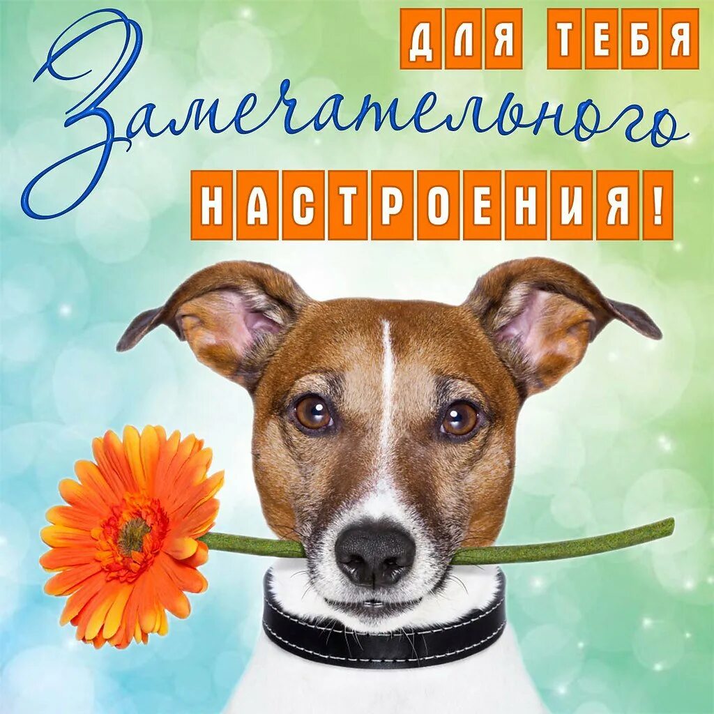 Доброго дня собака. Открытка хорошего дня с собачкой. пожелания с изображением собак. пожелания хорошего дня с собаками. открытка для поздравления с собакой.