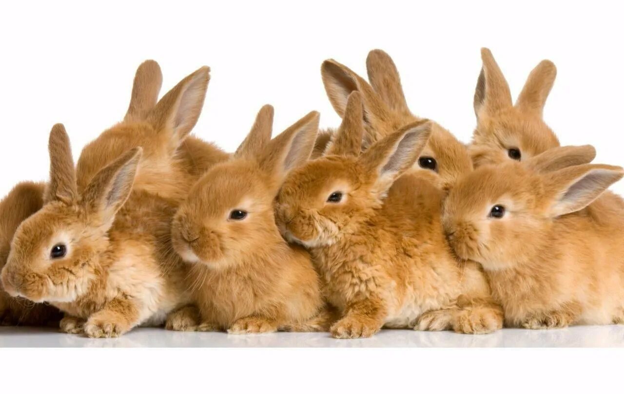 Много зайки. Много зайчиков. Зайцы много. Кролик на белом фоне. Много кроликов.