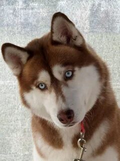 Хаски персик