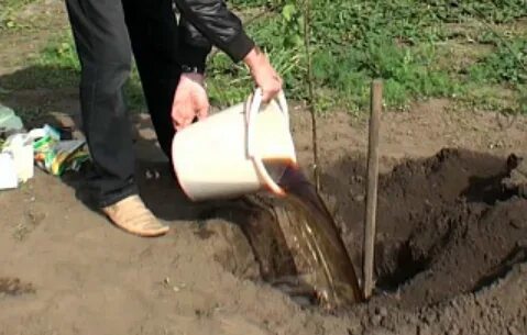 Когда сажают вишню в подмосковье весной