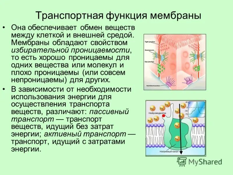 Свойства функции мембраны