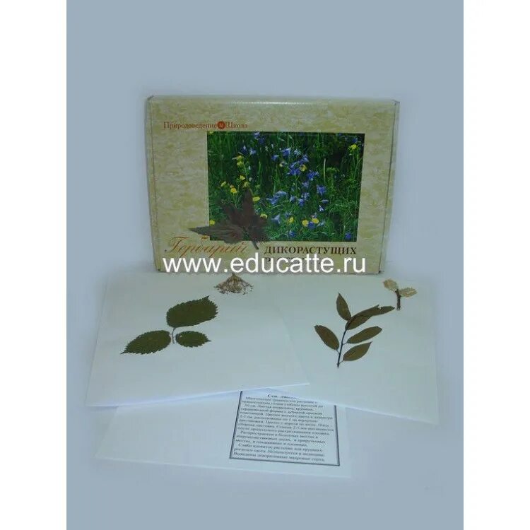 гербарий дикорастущих растений. гербарий дикорастущих растений. гербарий "дикорастущие растения" (28 видов). шалфей луговой гербарий. для гербария дикорастущих в россии растений.