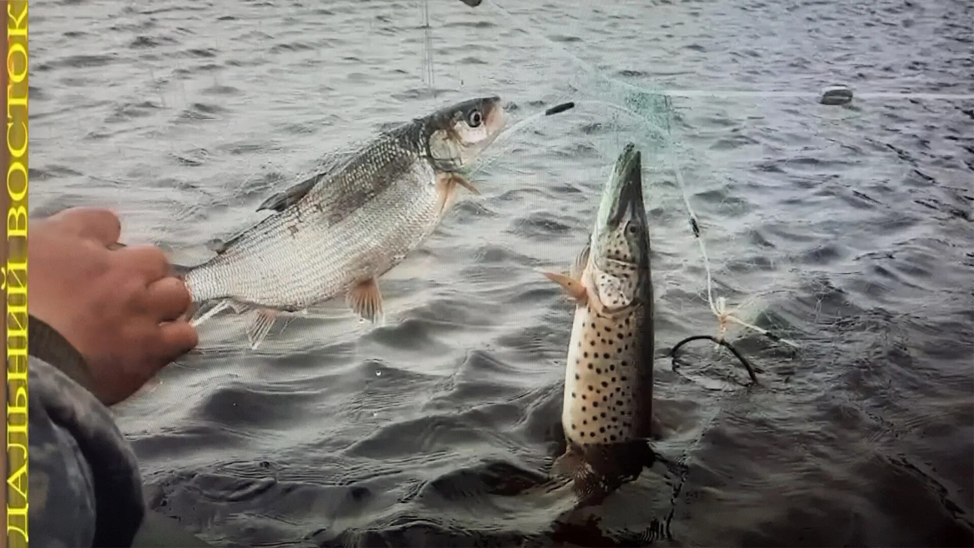 Ловля сетями в тайге. Щука в сетях. Какую сеть на щуку. Какую сеть на щуку. Рыбалка на щуку.