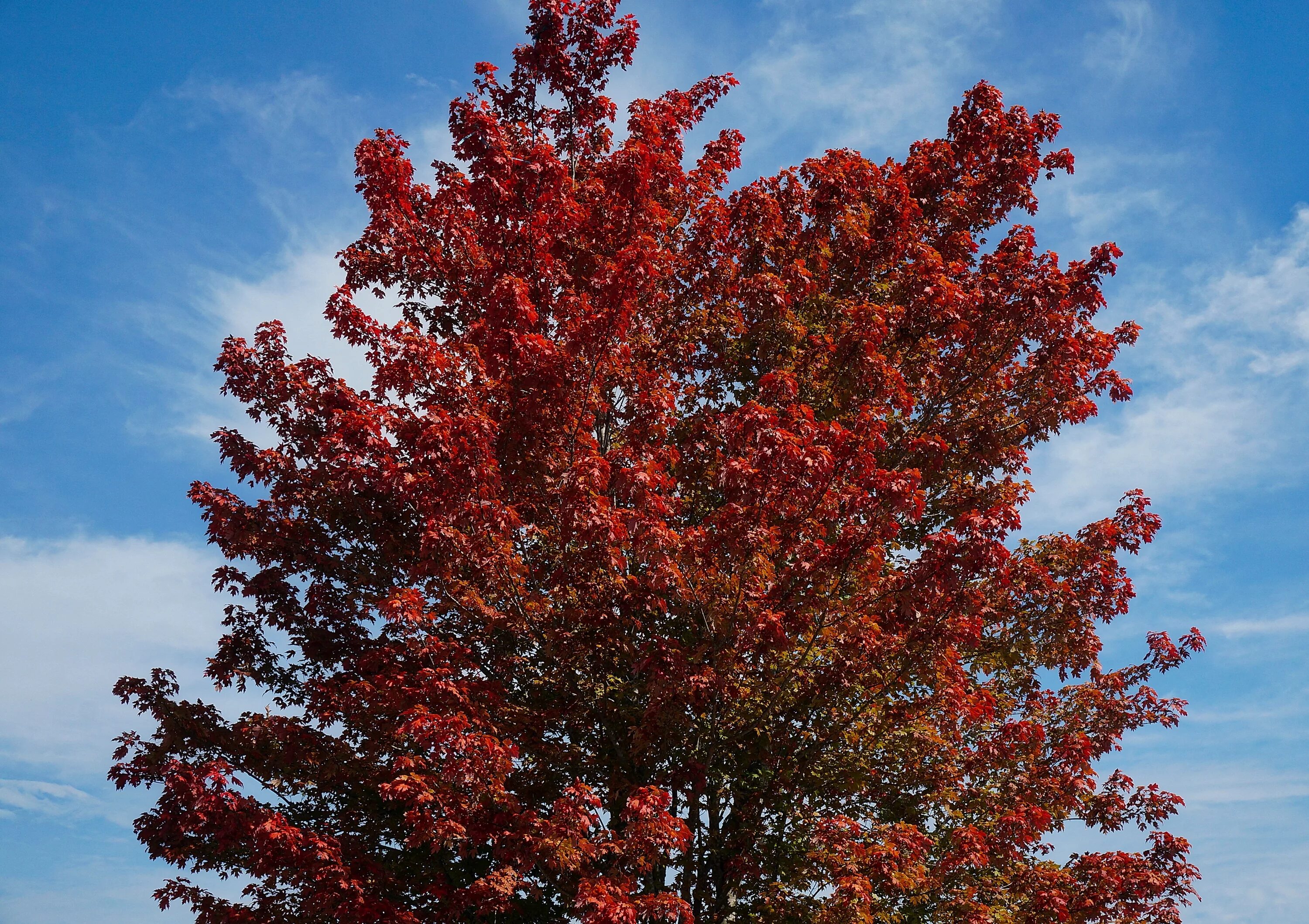 Дерево с красными листьями название. Клен канадский остролистный. Клен канадский остролистный красный. Клен красный Brandywine. Клён рубрум.