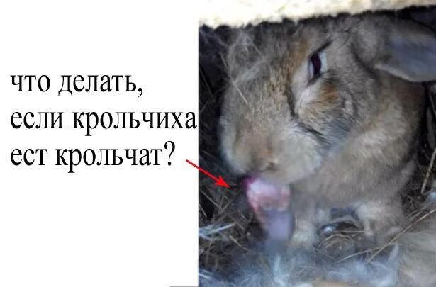 Крольчиха съела кролика. Поедание крольчат крольчихой. Крольчиха съела крольчат. Почему крольчиха съедает своих крольчат. Почему крольчиха съедает крольчиха