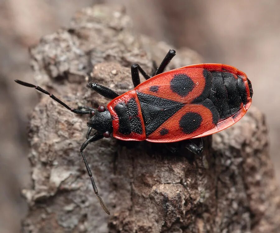 клоп-солдатик – pyrrhocoris apterus. красноклоп бескрылый ( клоп-солдатик) (pyrrhocoris apterus). красноклоп бескрылый ( клоп-солдатик) (pyrrhocoris apterus). жук пожарник клоп солдатик. жук пожарник клоп солдатик.
