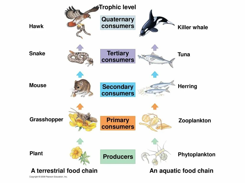 Фитопланктон пищевая цепь. Trophic Level. Aquatic food Chain. Consumers in food Chain.