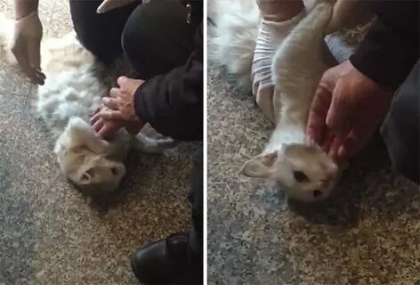 Спасли жизнь кошке