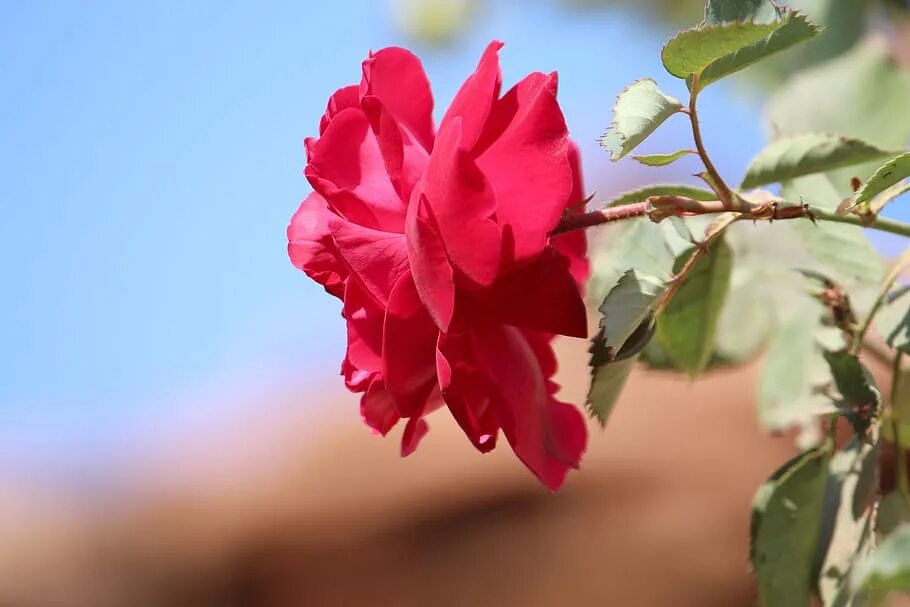 Природа Roza. Картинки красивые цветы розы и природа. Розы красные в природе.