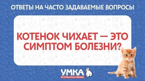 Кот часто чихает