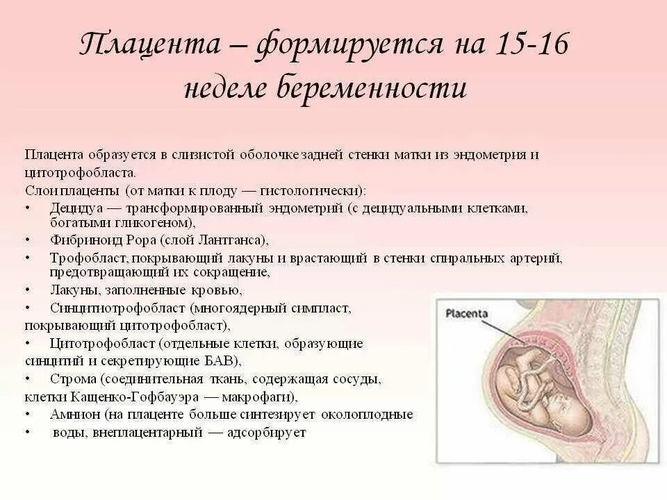 Плацента на какой неделе. Период формирования плаценты. Плацента образуется из слизистой оболочки матки. Низкая плацентация при беременности. Плацента у беременных низкая.