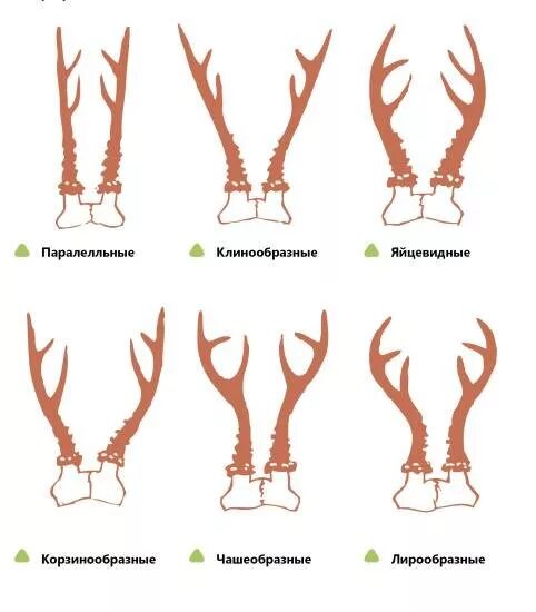 Виды оленьих рогов. Рога сибирской косули изменчивость. Строение Рогов косули. Рога оленя. Формы Рогов оленей.