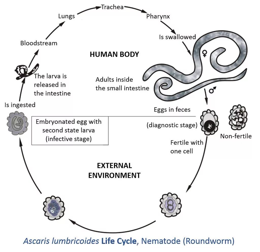 Ascaris lumbricoides жизненный цикл. Жизненный цикл круглых червей аскарида. Схема жизненного цикла аскариды (Ascaris lumbricoides). Жизненный цикл нематод аскариды.