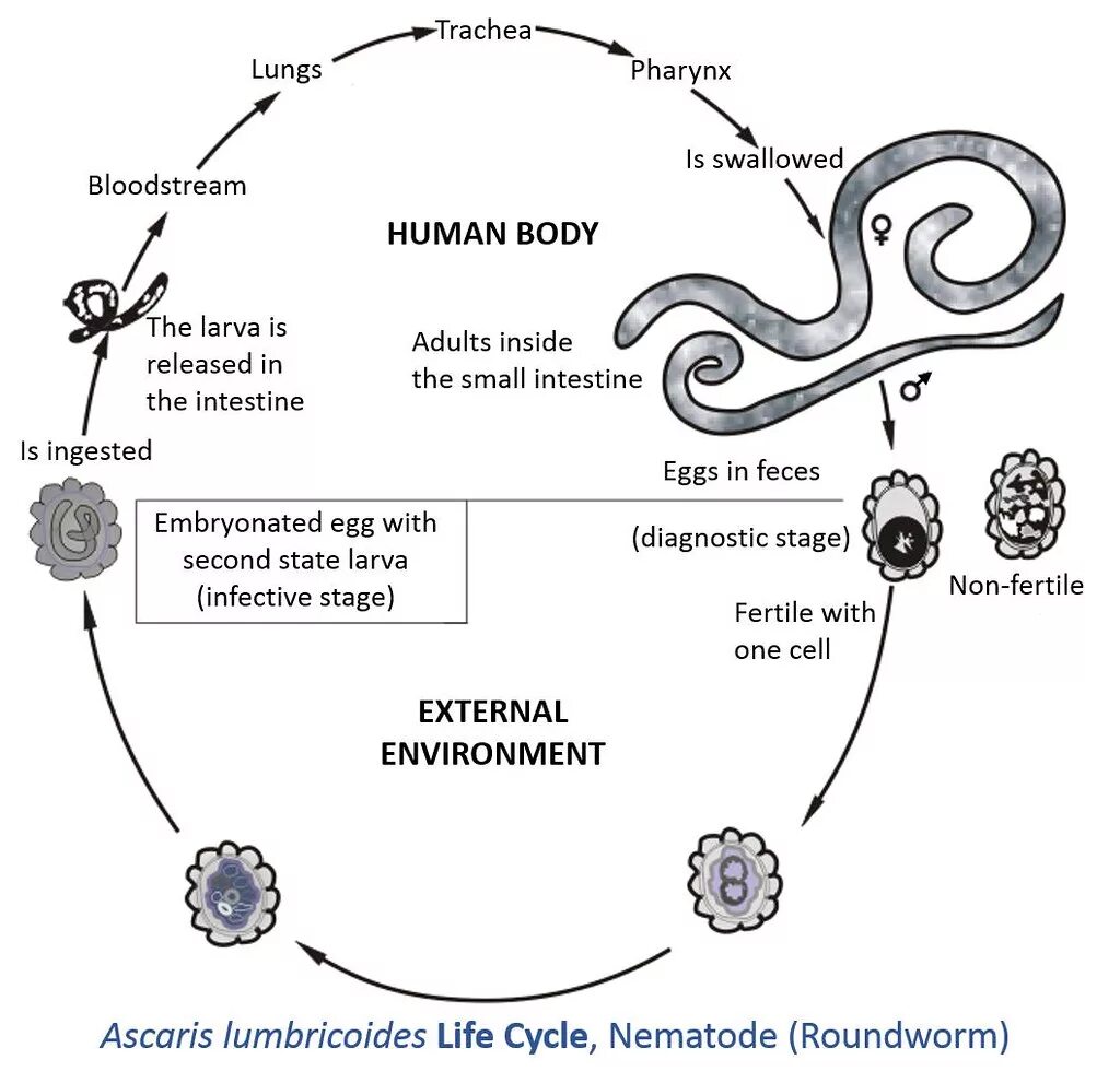 Аскарида человеческая жизненный цикл. Ascaris lumbricoides жизненный цикл. Ascaris lumbricoides жизненный ЦИК. Жизненный цикл нематод схема. Жизненный цикл Ascaris lumbricoides схема.