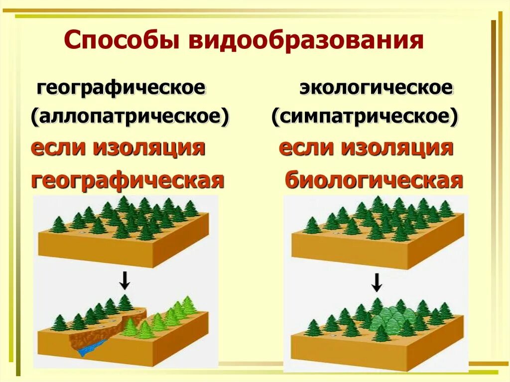 Аллопатрическое и симпатрическое видообразование. Способы видообразования аллопатрическое и симпатрическое. Биологические изоляции аллопатрического видообразования. Аллопатрическое и симпатрическое видообразование 11 класс. Возникновение экологической изоляции