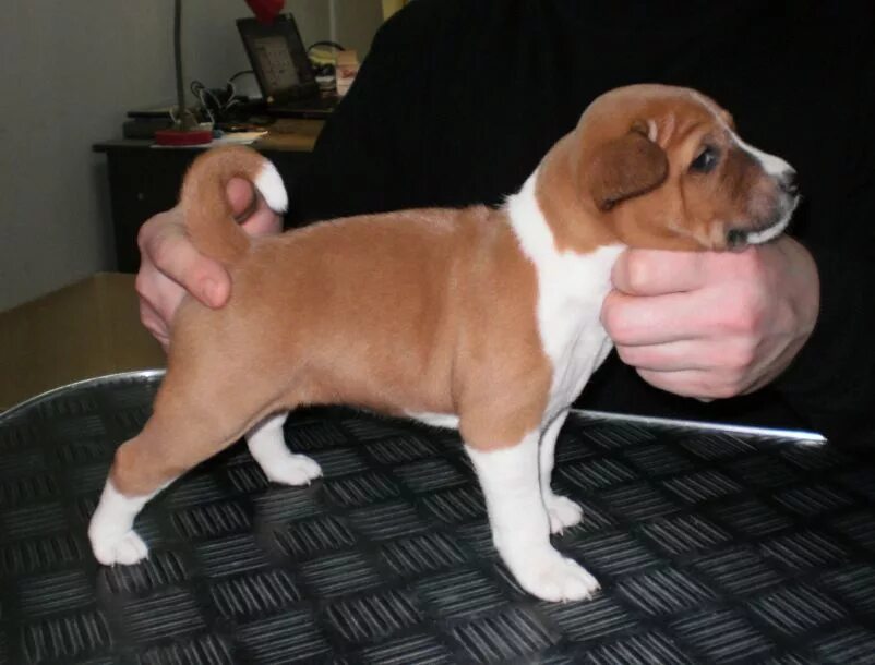 Щенки 4 недели. Ротвейлер щенки 2 недели. Щенки немецкой овчарки 2 недели. Полуторамесячный щенок немецкой овчарки. Щенки хаски 2 недели.