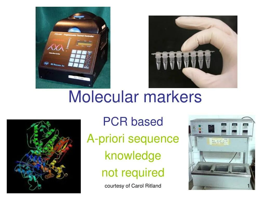 Powerpoint маркер. Molecular markers.. molecular genetic markers. issr маркеры. sequence markers.