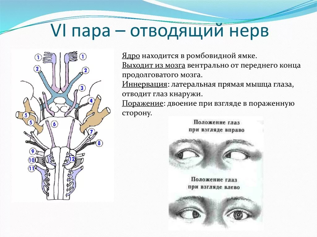 3 4 6 черепные нервы. Схема 6 пары черепных нервов. Черепно мозговые нервы отводящий нерв. Блоковый нерв 6 пара. Функции отводящий нерв нерва.