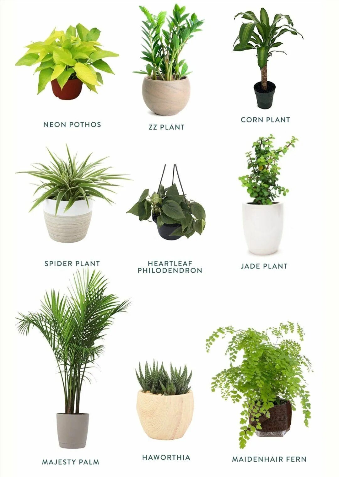 Lower plants. Комнатные растения. Домашним растения. Домашнее растение. Домашние цветы комнатные.
