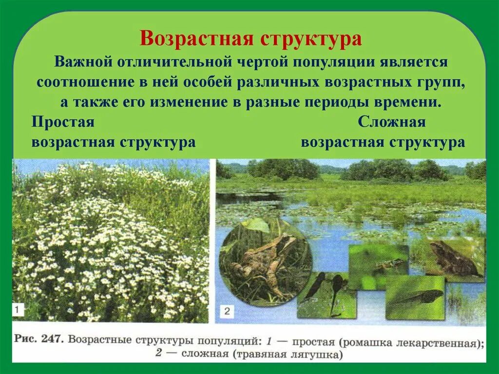 Характеристика популяций возрастная структура. Возрастная структура популяции. Простая структура популяции. Возрастная структура популяции примеры. Возрастная структура популяции простая и сложная.