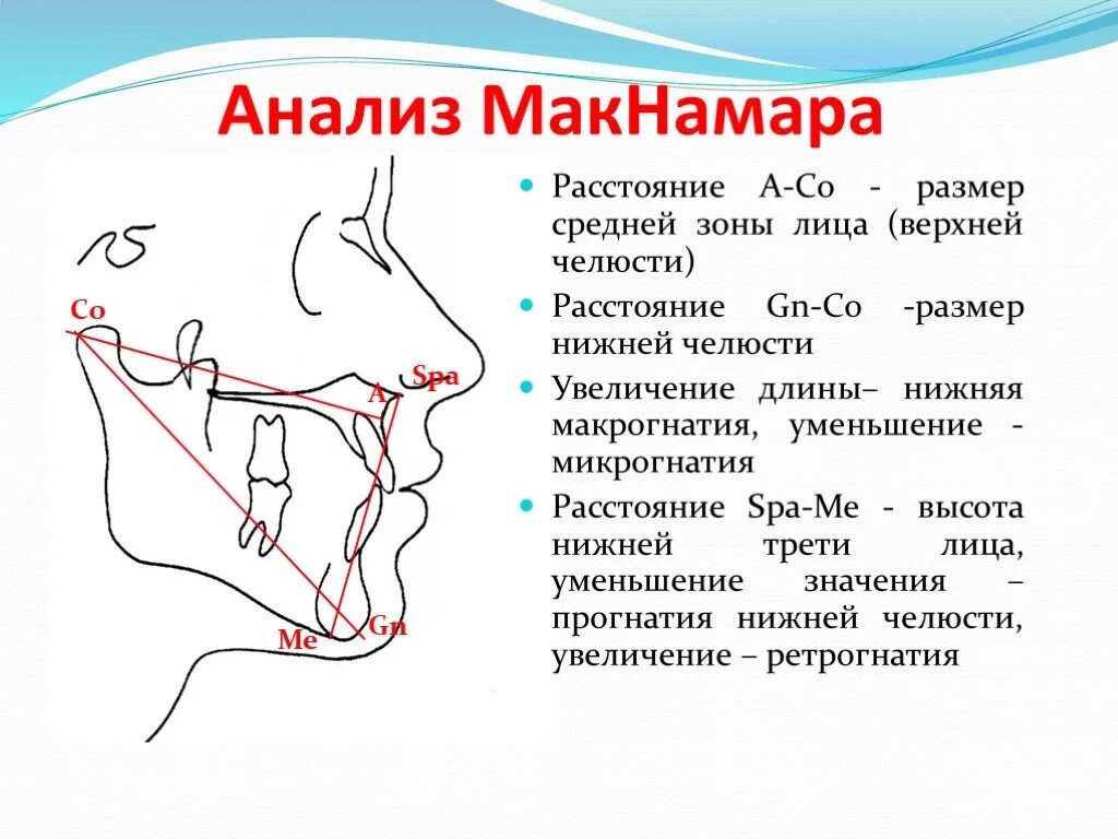 Ширина нижней челюсти. Размер челюсти. измерить длину челюсти. длина нижней челюсти.