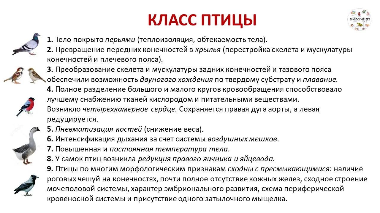 Характеристика птиц 7 класс биология. Общая характеристика птиц 7 класс. Характеристика класса птицы 7 класс биология кратко. Общая характеристика класса птиц биология кратко. Значение птицы в питании