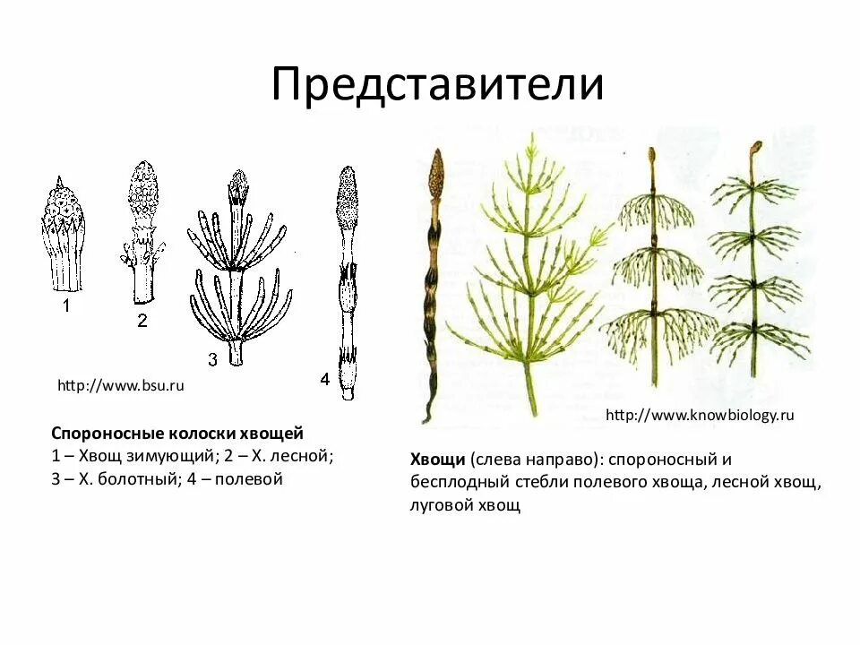 Хвощеобразные растения. Спороносный побег хвоща. Хвощ Лесной спороносный побег. Хвощ Луговой Хвощевидные. Спороносный побег хвоща полевого.