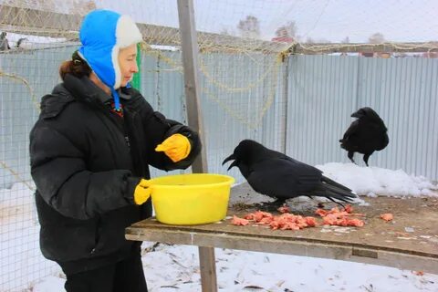 Чем кормить ворону